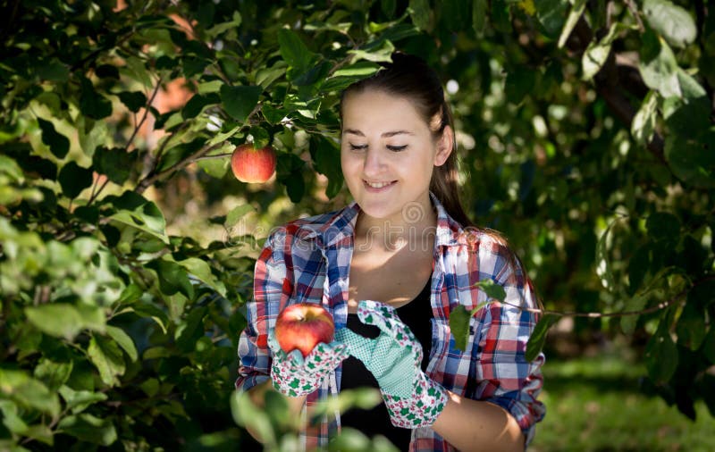 Jonge het glimlachen vrouw het plukken appelen bij tuin royalty-vrije stock foto Jonge het glimlachen vrouw het plukken appelen bij tuin royalty-vrije stock foto
