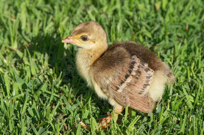 Indian peafowl (Pavo cristatus) chick walking on grass. Photo taken in Southern California, USA. This is the national bird of India. Indian peafowl (Pavo cristatus) chick walking on grass. Photo taken in Southern California, USA. This is the national bird of India