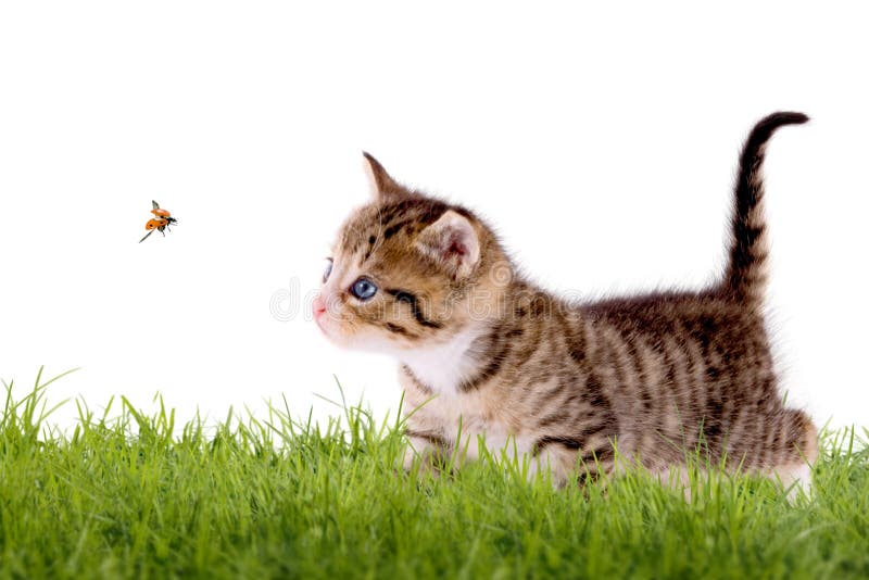 Jonge kat met lieveheersbeestje op een groen gebied royalty-vrije stock fotografie Jonge kat met lieveheersbeestje op een groen gebied royalty-vrije stock fotografie