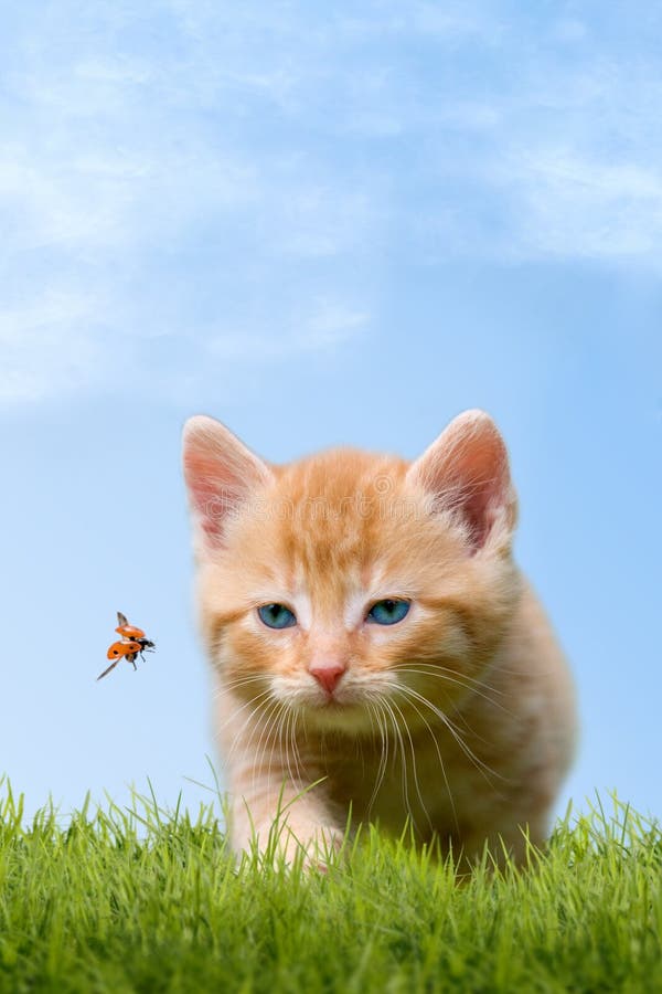 Jonge kat met lieveheersbeestje op een groen gebied stock afbeelding Jonge kat met lieveheersbeestje op een groen gebied stock afbeelding