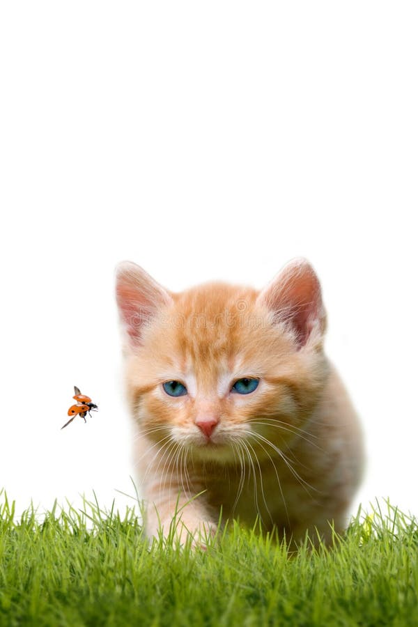Jonge kat met lieveheersbeestje op een groen gebied royalty-vrije stock fotografie Jonge kat met lieveheersbeestje op een groen gebied royalty-vrije stock fotografie