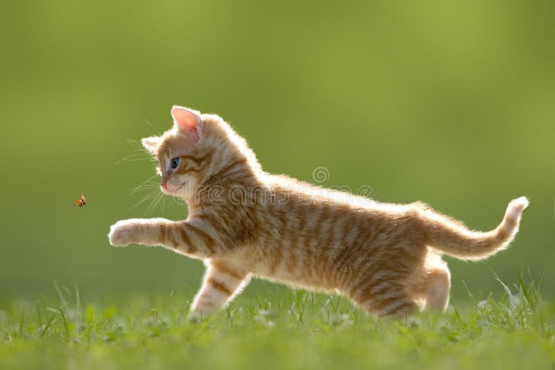 Jonge kat met onzelieveheersbeestje/lieveheersbeestje op groene weide royalty-vrije stock afbeeldingen Jonge kat met onzelieveheersbeestje/lieveheersbeestje op groene weide royalty-vrije stock afbeeldingen
