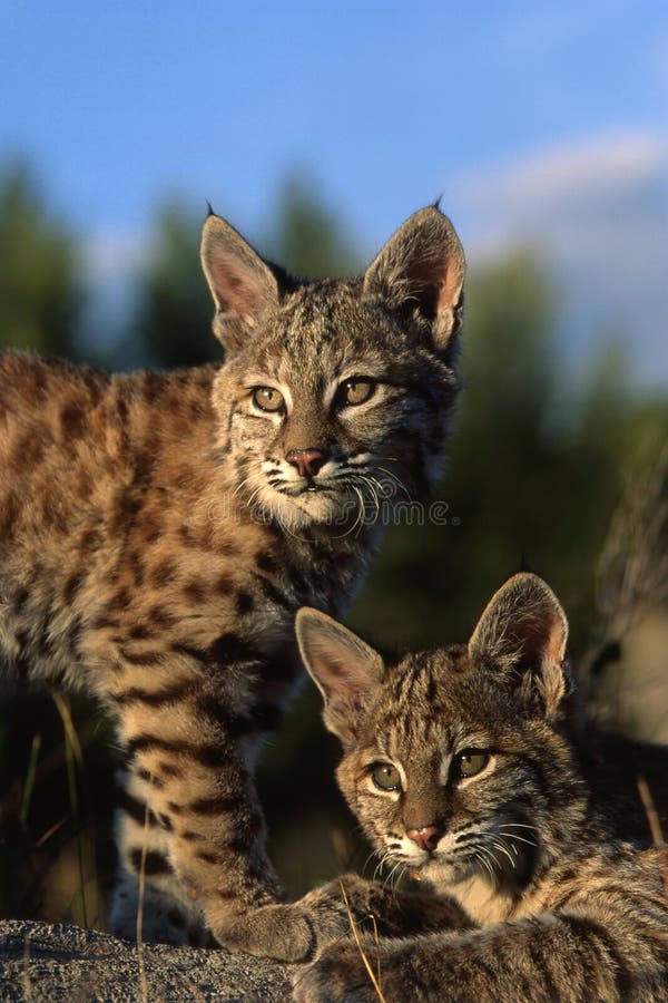 Young Bobcats, approximately 3 months old in the Western United States. Young Bobcats, approximately 3 months old in the Western United States