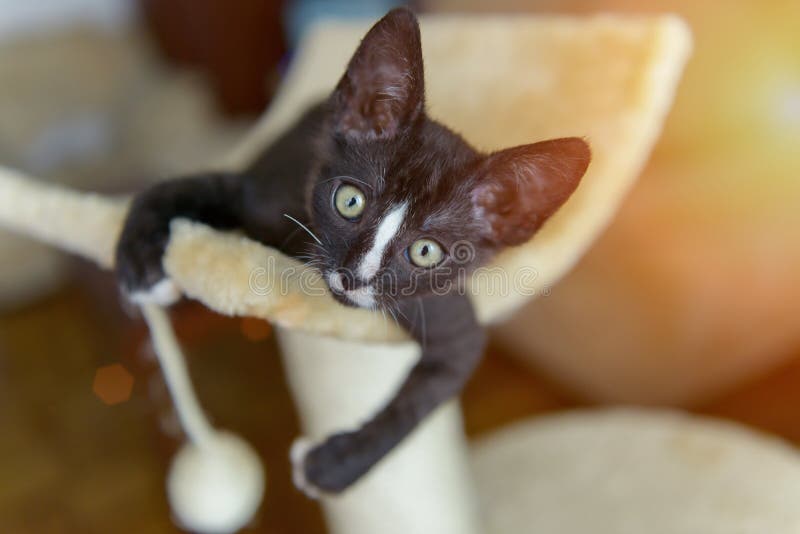 Jonge kitten die krabber spelen royalty-vrije stock afbeelding