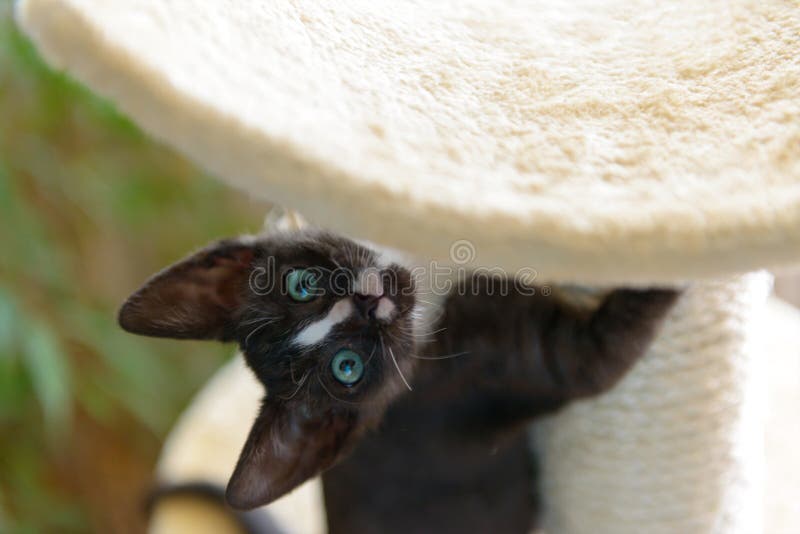 Jonge kitten die krabber spelen stock afbeeldingen