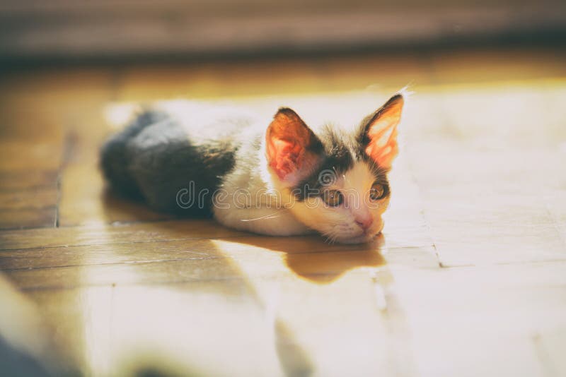 Jonge kitten die thuis spelen royalty-vrije stock afbeelding