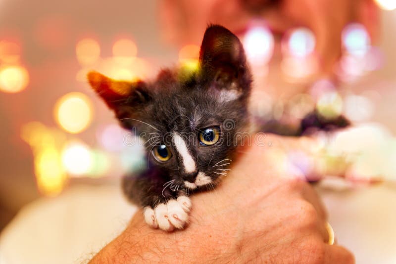 Jonge kitten op handen van de man royalty-vrije stock fotografie