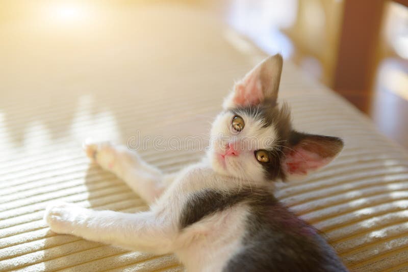Jong katje op de bank stock foto