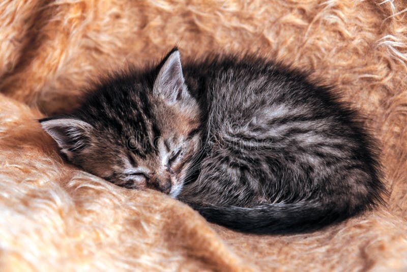 Jonge Kitten Sleeping stock foto