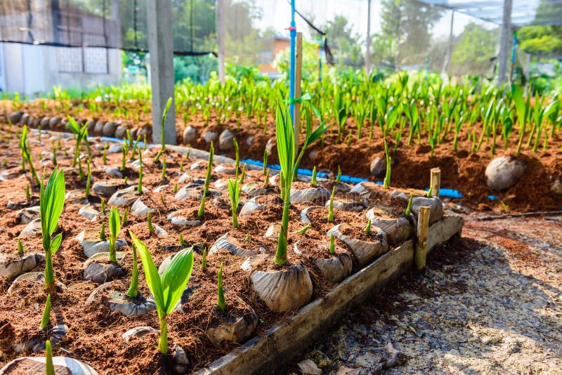 Jonge kokosnoten kleine bomen voorbereidingen voor dergelijke verscheidenheden voor p royalty-vrije stock afbeeldingen Jonge kokosnoten kleine bomen voorbereidingen voor dergelijke verscheidenheden voor p royalty-vrije stock afbeeldingen