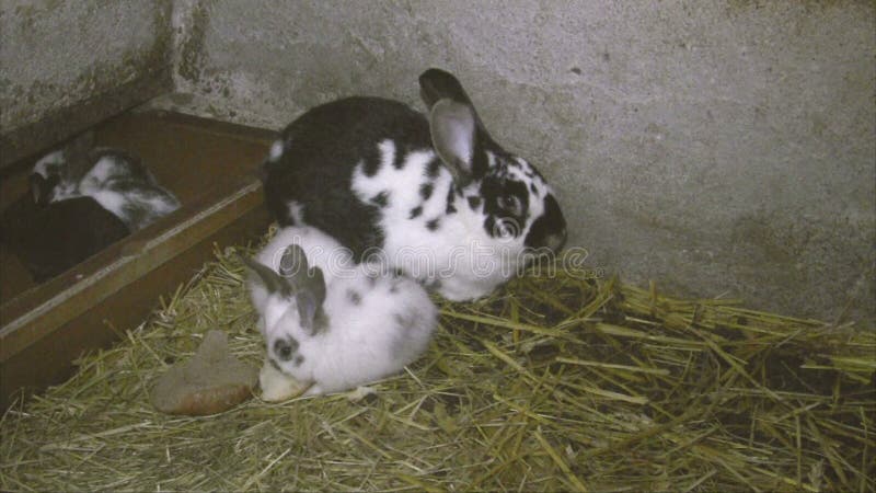 Jonge konijnen