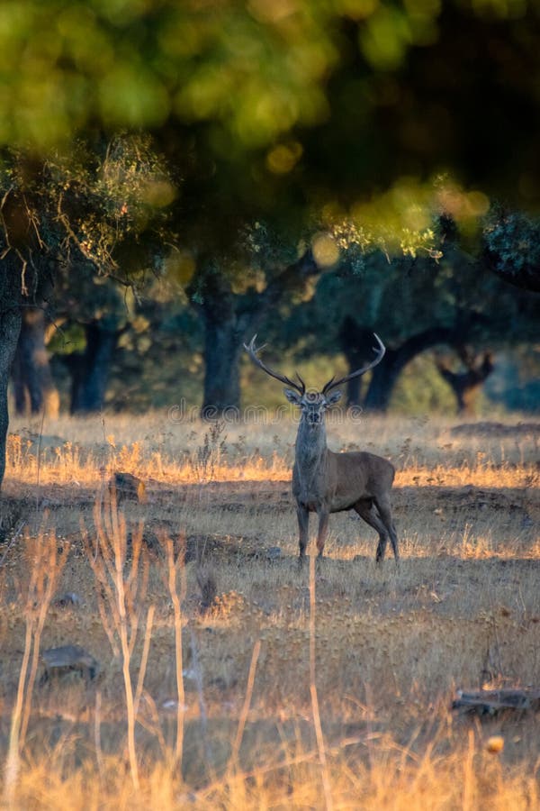 Jonge mannelijke herten bij zonsondergang in Spaanse dehesa, bij het Nationale Park van Monfrague, Extremadura, Spanje royalty-vrije stock afbeeldingen Jonge mannelijke herten bij zonsondergang in Spaanse dehesa, bij het Nationale Park van Monfrague, Extremadura, Spanje royalty-vrije stock afbeeldingen