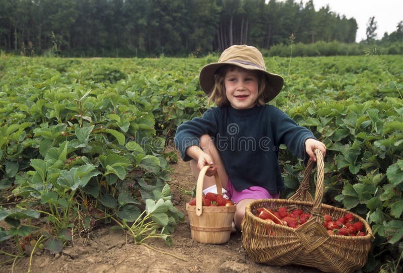 Young girl picking strawberries at a you-pick farm, with berries in baskets. Young girl picking strawberries at a you-pick farm, with berries in baskets.