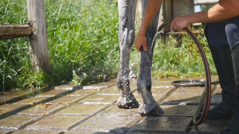 Jonge mens die het paard schoonmaken door een slang met waterstroom openlucht Paard die schoongemaakt worden Kerel schoonmakende