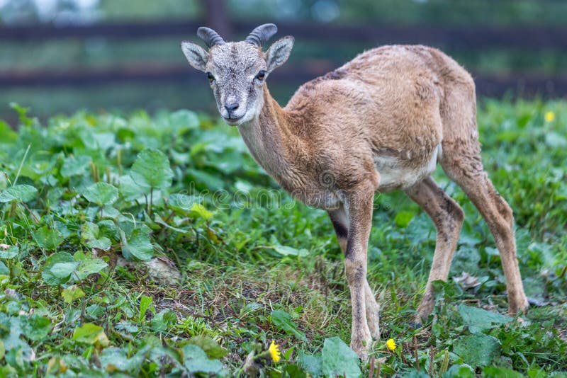 Jonge mouflonovis musimon, wilde schapen, stock fotografie Jonge mouflonovis musimon, wilde schapen, stock fotografie