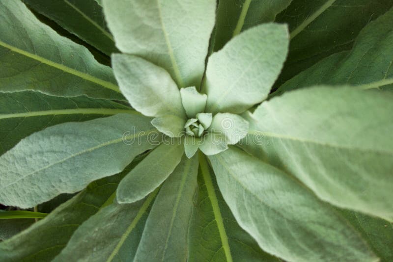  Jonge Mullein stock foto's