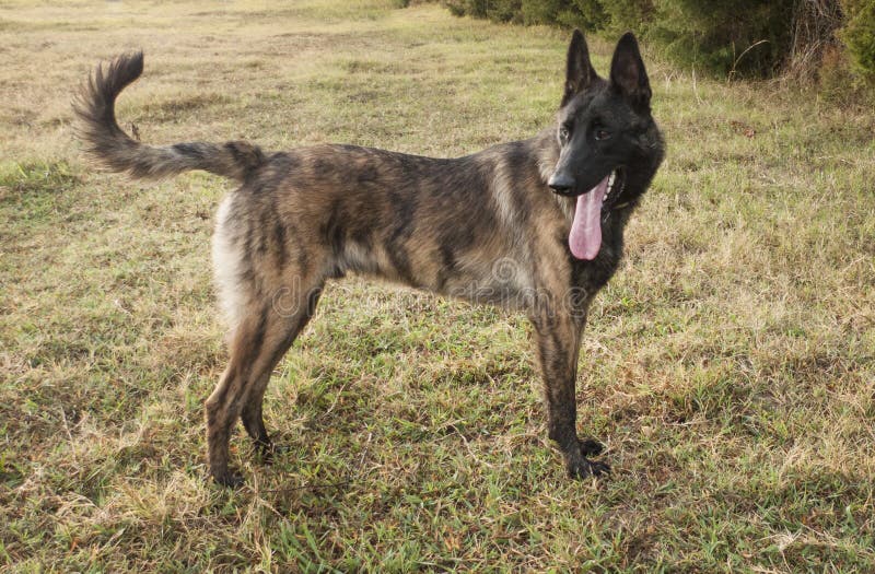 Jonge Nederlandse Herder Of Belgische Malinois Hond Stock