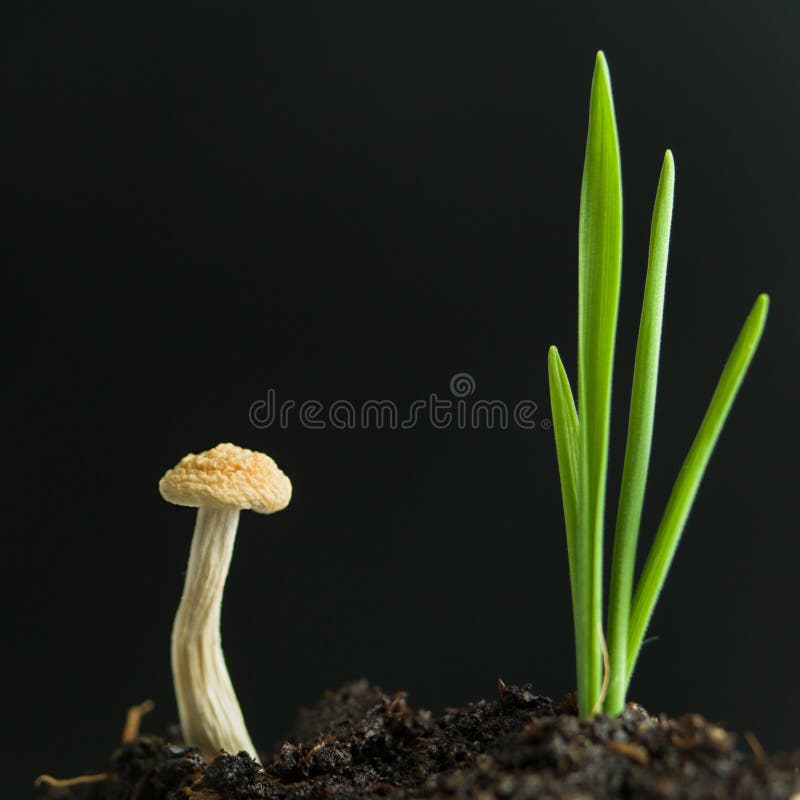Youg plant with long and thin leaves and an enoki mushroom sprouting from dark fertile soil against a dark background. Youg plant with long and thin leaves and an enoki mushroom sprouting from dark fertile soil against a dark background
