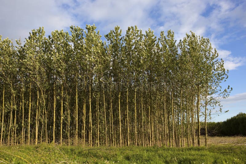 Jonge populierbomen in de zomer stock afbeeldingen Jonge populierbomen in de zomer stock afbeeldingen