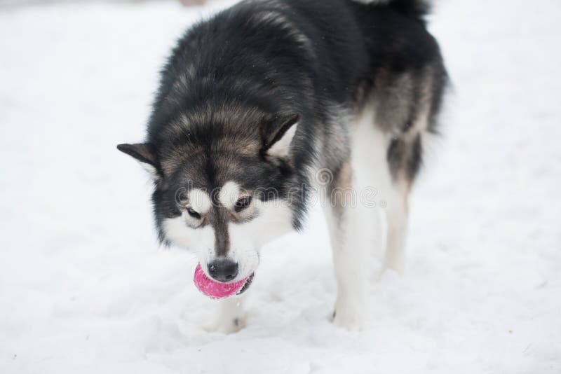 Young beautiful alaskan malamute standing and playing with violet ball in snow. Dog winter. High quality photo. Young beautiful alaskan malamute standing and playing with violet ball in snow. Dog winter. High quality photo