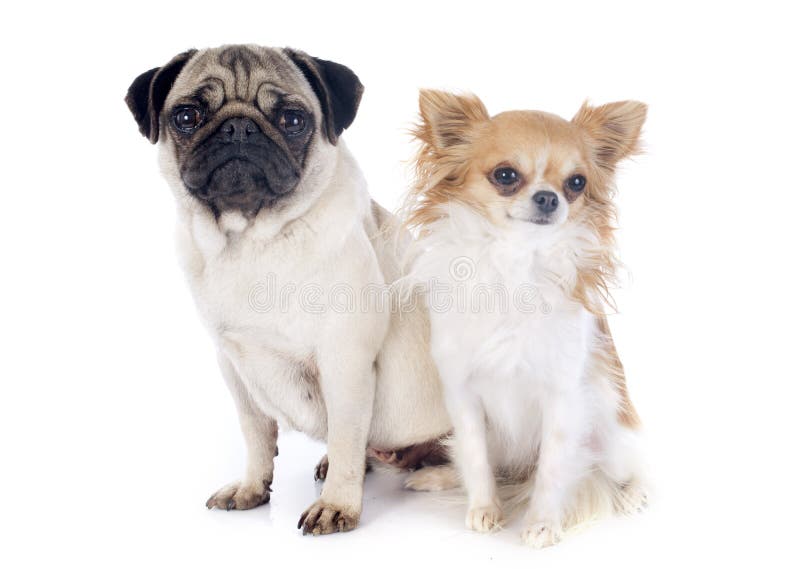 Jonge pug en chihuahua royalty-vrije stock fotografie Jonge pug en chihuahua royalty-vrije stock fotografie