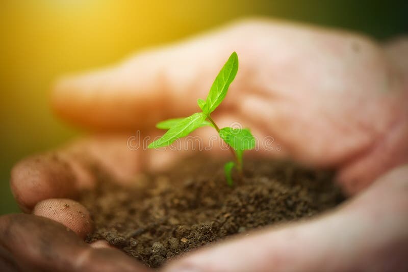 Young sprout plants in old dirty hands, concept on green background. Young sprout plants in old dirty hands, concept on green background