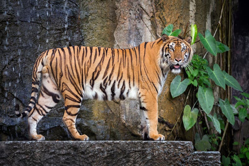 Jonge Sumatran-tijger die zich in de natuurlijke atmosfeer bevinden royalty-vrije stock foto Jonge Sumatran-tijger die zich in de natuurlijke atmosfeer bevinden royalty-vrije stock foto