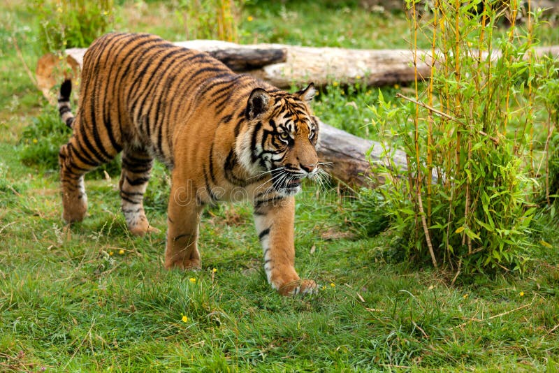 Jonge Tijger Sumatran die door Groen rondsnuffelt royalty-vrije stock afbeelding Jonge Tijger Sumatran die door Groen rondsnuffelt royalty-vrije stock afbeelding