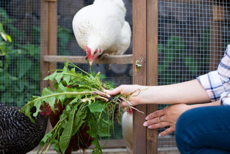 Jonge vrouw die haar vrije waaierkippen voeden Eierleggenkippen en jonge vrouwelijke landbouwer Het gezonde Organische Eten