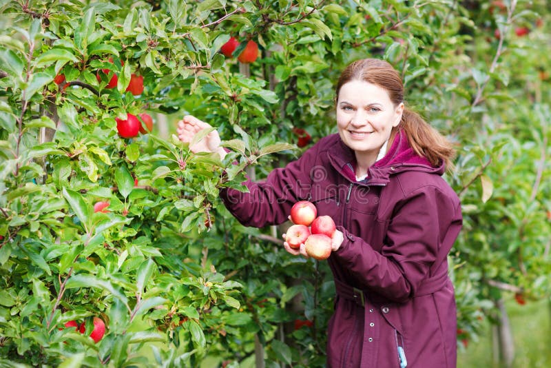 Jonge vrouw die rode appelen in een boomgaard plukken royalty-vrije stock afbeeldingen Jonge vrouw die rode appelen in een boomgaard plukken royalty-vrije stock afbeeldingen