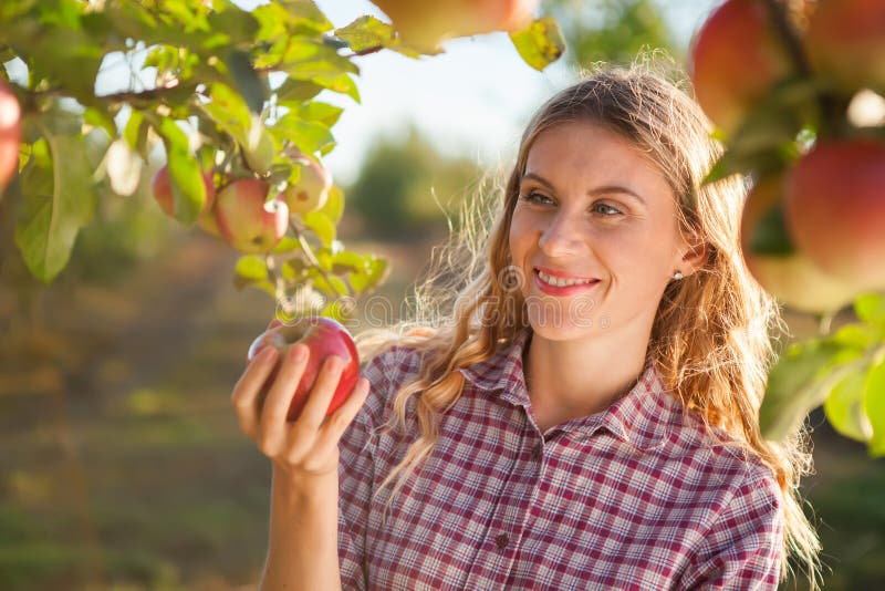 Jonge vrouw het plukken appelen van appelboom op een mooie zonnige som royalty-vrije stock afbeelding Jonge vrouw het plukken appelen van appelboom op een mooie zonnige som royalty-vrije stock afbeelding