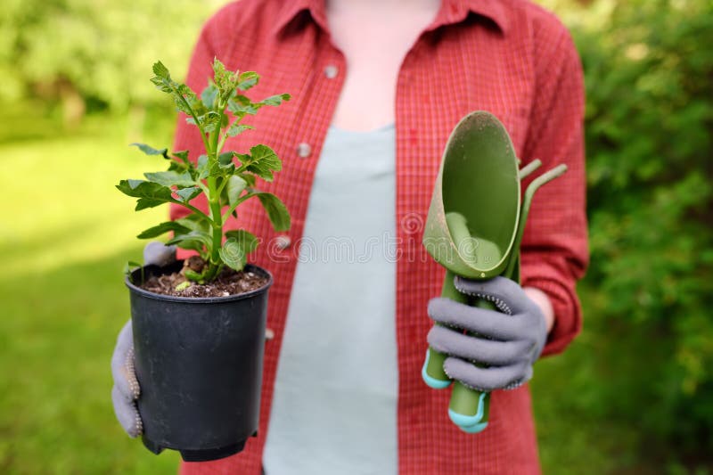 Jonge vrouwenholding het tuinieren hulpmiddelen en zaailing in plastic potten op de binnenlandse tuin bij de zomer zonnige dag stock foto Jonge vrouwenholding het tuinieren hulpmiddelen en zaailing in plastic potten op de binnenlandse tuin bij de zomer zonnige dag stock foto