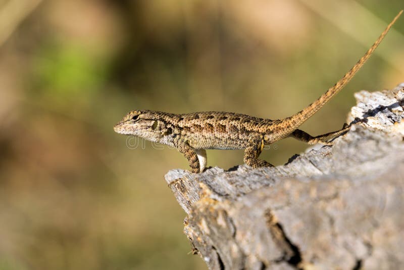 Jonge Westelijke Omheining Lizard, Californië; vage achtergrond royalty-vrije stock afbeeldingen Jonge Westelijke Omheining Lizard, Californië; vage achtergrond royalty-vrije stock afbeeldingen