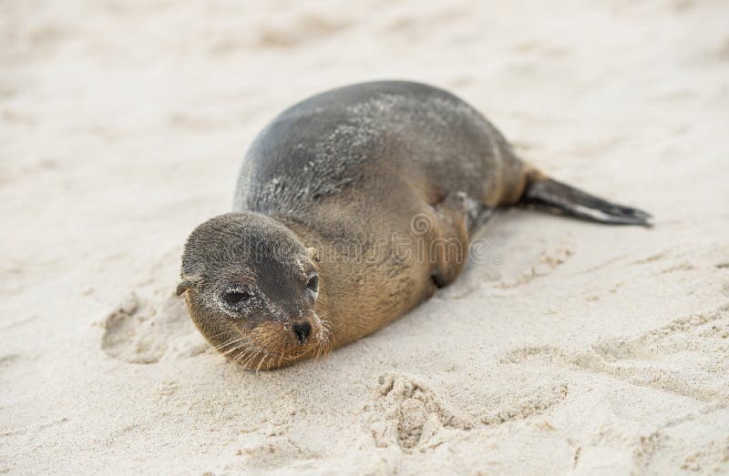 Jonge Zeeleeuw op zandig strand Espanolaeiland, de Galapagos stock afbeeldingen Jonge Zeeleeuw op zandig strand Espanolaeiland, de Galapagos stock afbeeldingen