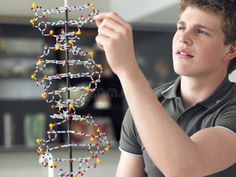Jongen die DNA-Model onderzoeken stock foto's Jongen die DNA-Model onderzoeken stock foto's