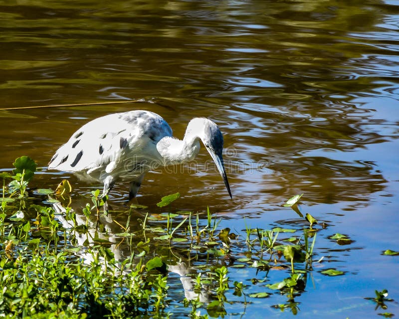 Jongere de Weinig Blauwe Reiger Jacht royalty-vrije stock foto Jongere de Weinig Blauwe Reiger Jacht royalty-vrije stock foto