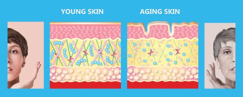 Jongere huid en het verouderen huid elastine en collageen