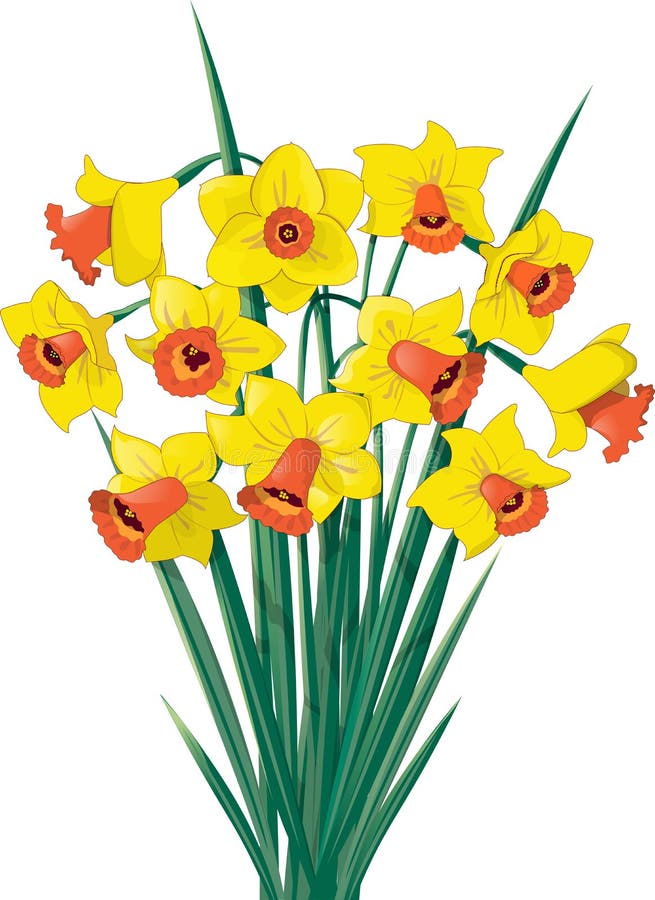 Jonquil #01 d'isolement sur les milieux blancs illustration stock Jonquil #01 d'isolement sur les milieux blancs illustration stock
