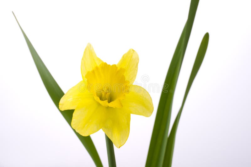 Jonquil flower stock photo. Image of bunch, simple, petal 26096388