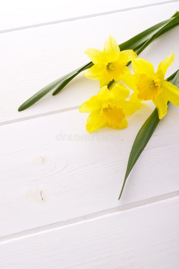Jonquil flower stock photo. Image of bunch, simple, petal 26096388