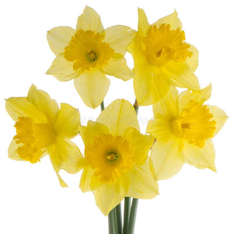 Jonquil flowers stock photo. Image of blossom, delicate 29392286
