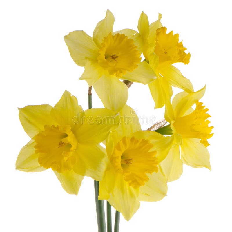 Jonquil flowers stock photo. Image of flower, isolated 34352350