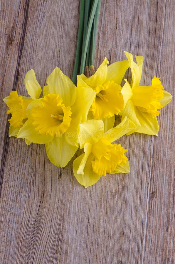 Jonquil flowers stock image. Image of isolated, nature 95115457