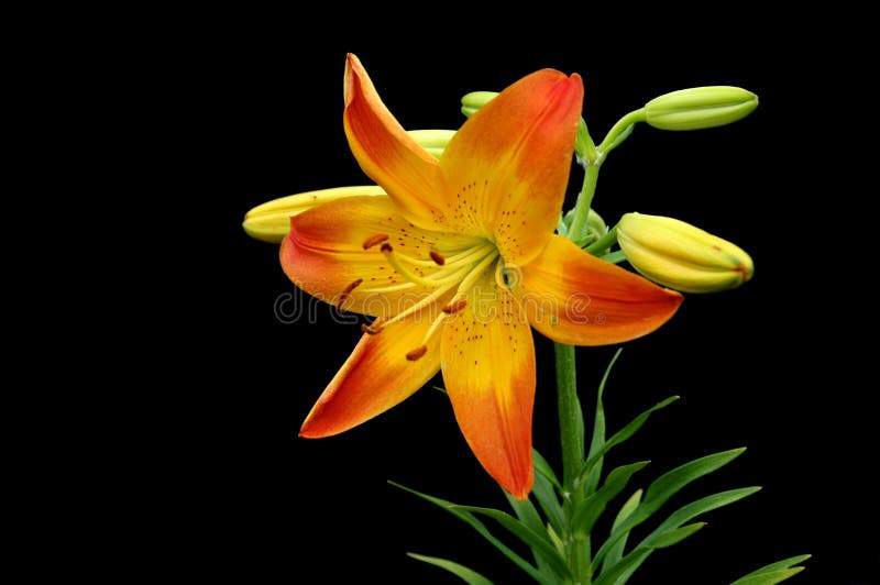 Jonquille orange et jaune photo stock. Image du noir, floral - 2541920