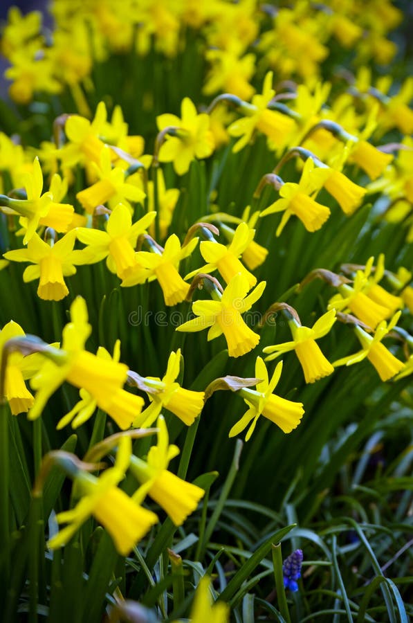 Jonquilles de floraison miniatures jaunes dans le jardin vert à la maison photo libre de droits Jonquilles de floraison miniatures jaunes dans le jardin vert à la maison photo libre de droits
