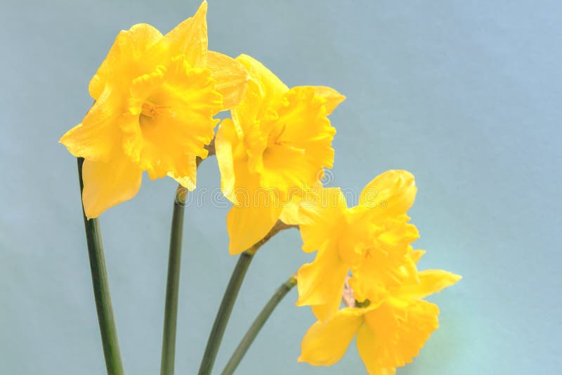 Jonquilles Jaunes à Grande Couronne Avec Une Couronne Ondulée. Photo stock  - Image du jonquille, bouquet: 217348730