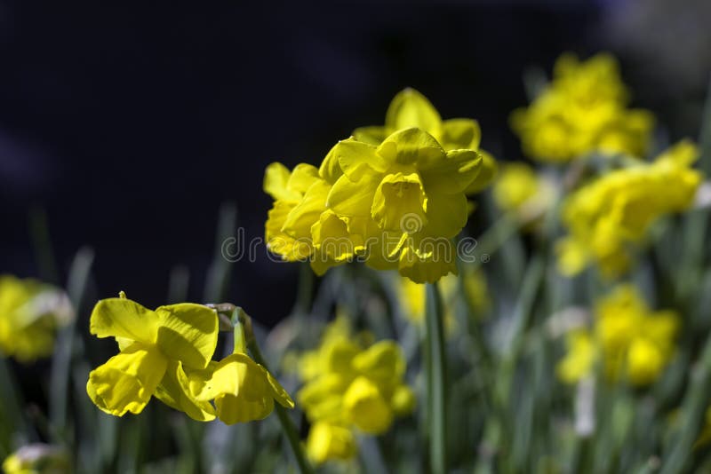 Jonquilles jaunes dans un jardin botanique image stock Jonquilles jaunes dans un jardin botanique image stock