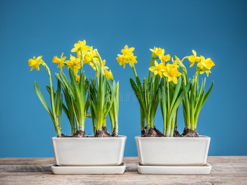 Jonquilles Mises En Pot Fraîches Photo stock - Image du printemps, jonquille:  113647646