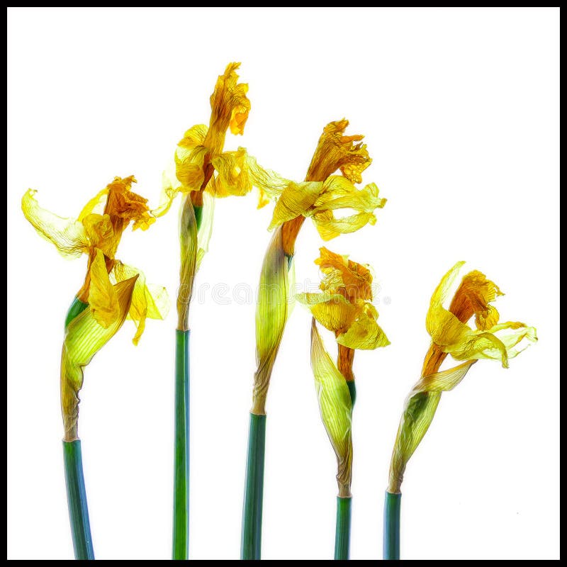 Fleurs Sèches De Jonquilles Image stock - Image du nature, décoration:  77547673