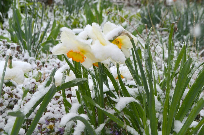 Jonquilles sous la neige - anomalie images stock Jonquilles sous la neige - anomalie images stock